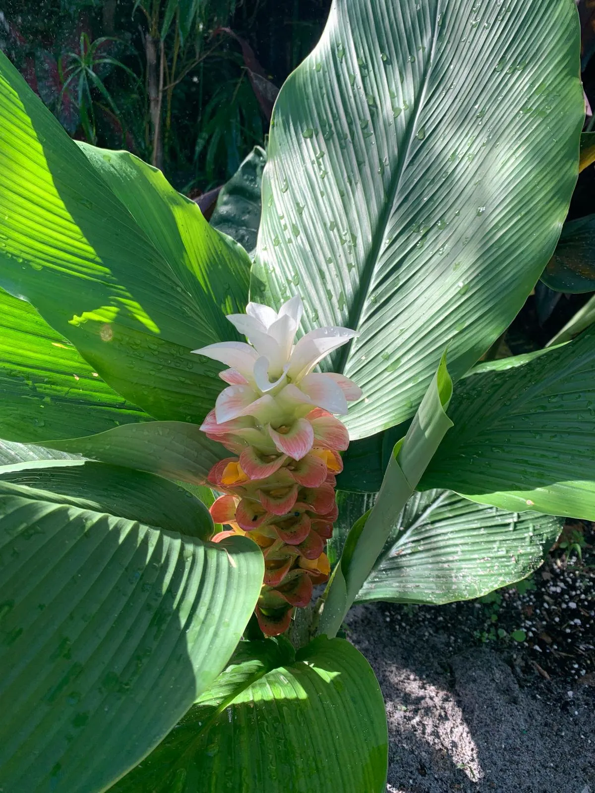 Dew-Kissed Crown