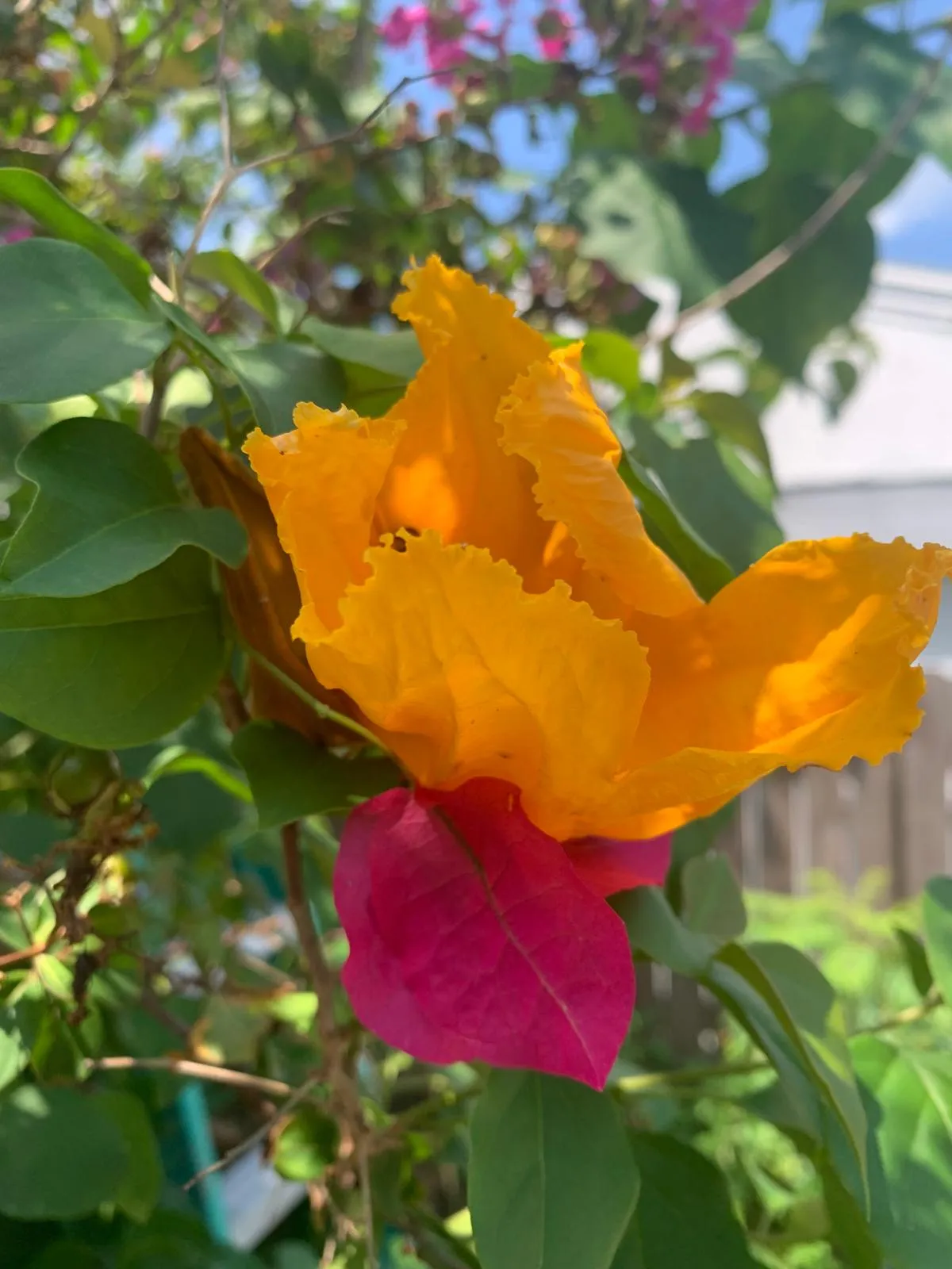 Amber Blossom in Crimson Embrace