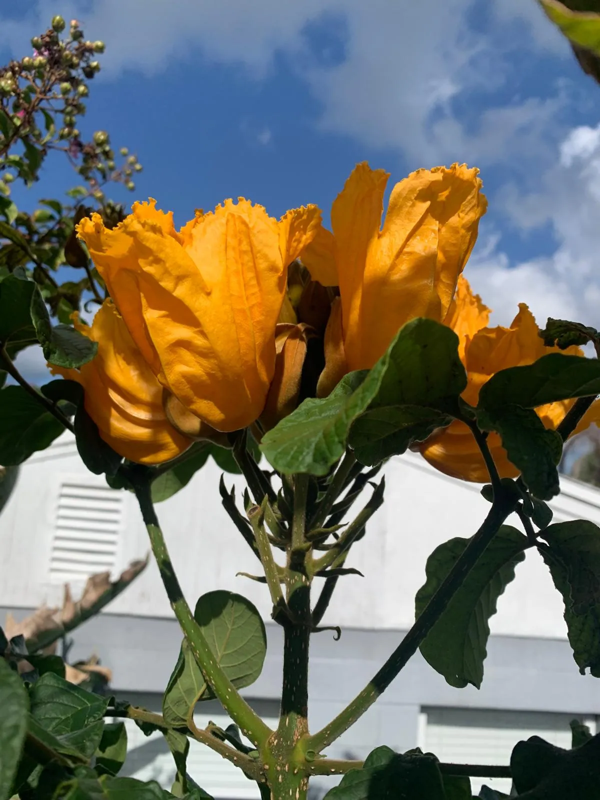 Sunlit Chalices
