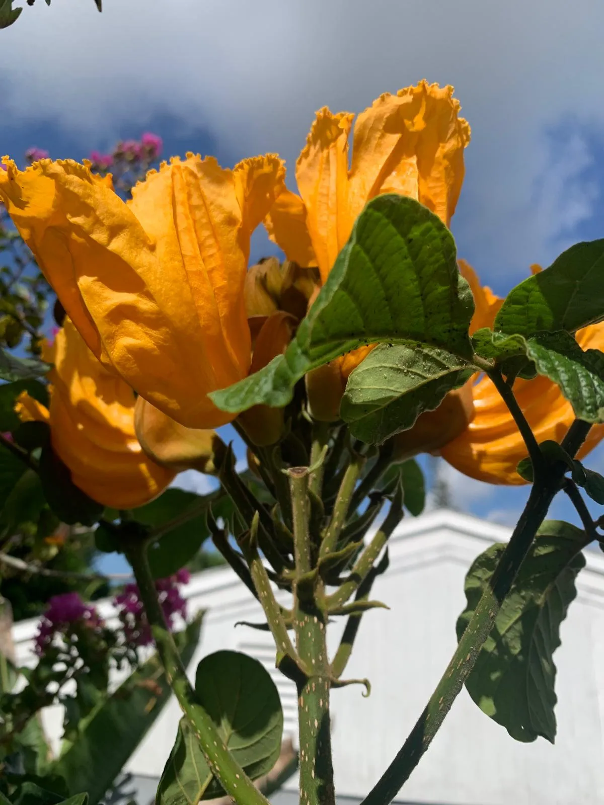 Amber Crowns in Sunlight