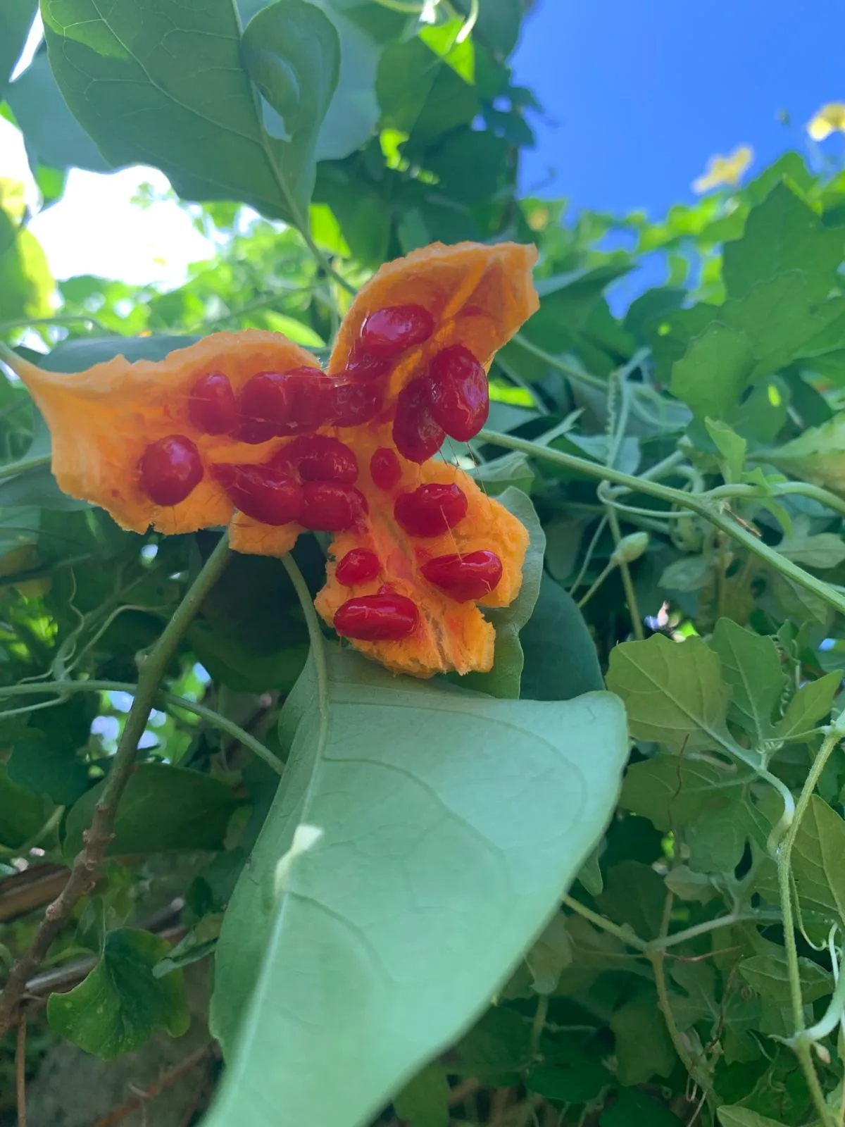 Nature's Crimson Heart