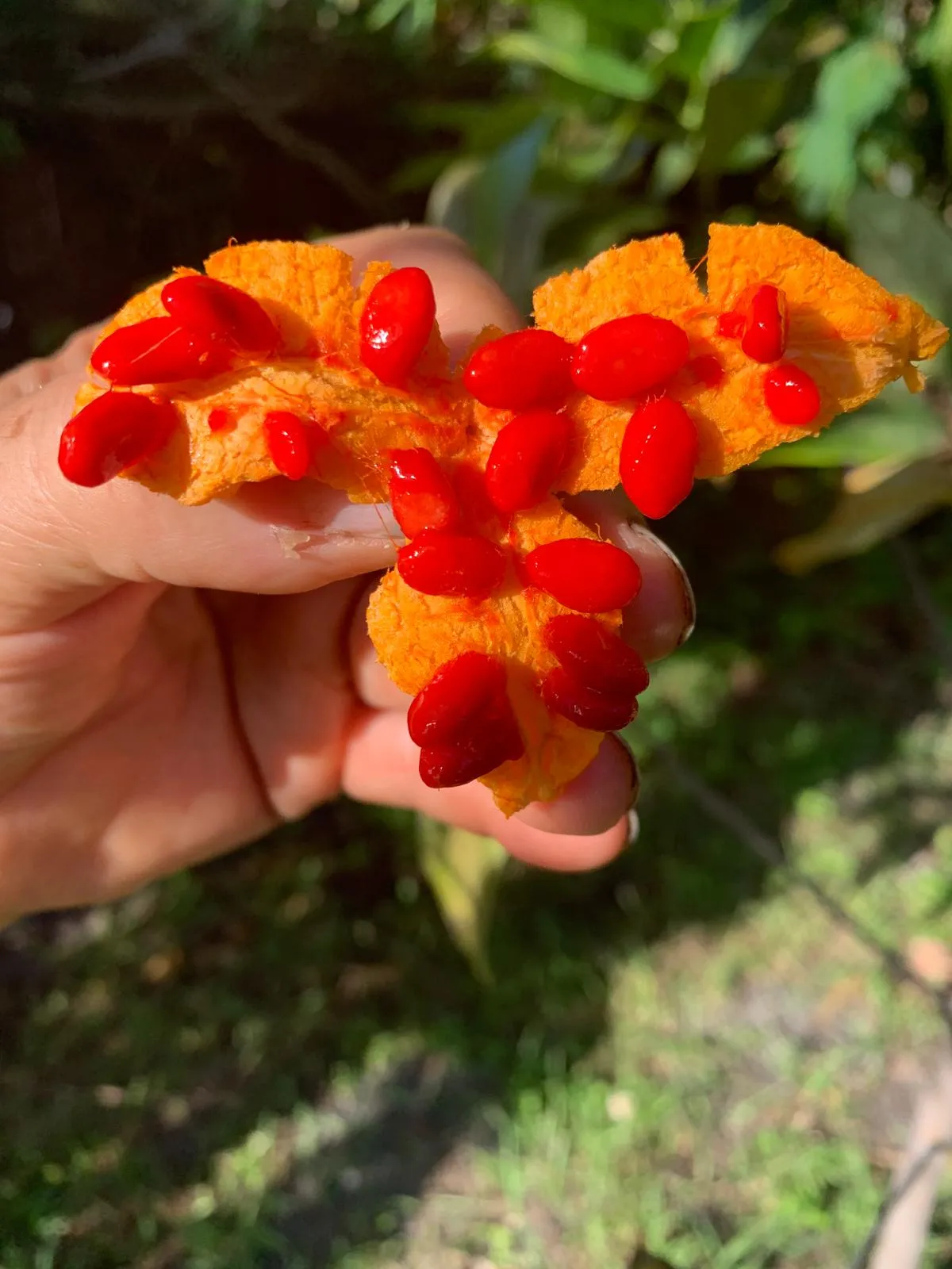 Nature's Ruby Heart