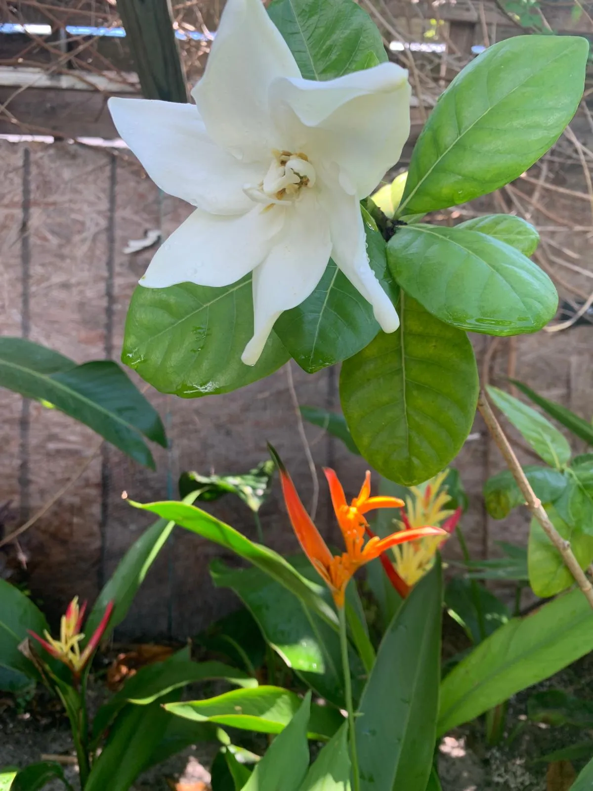 Ivory and Flame