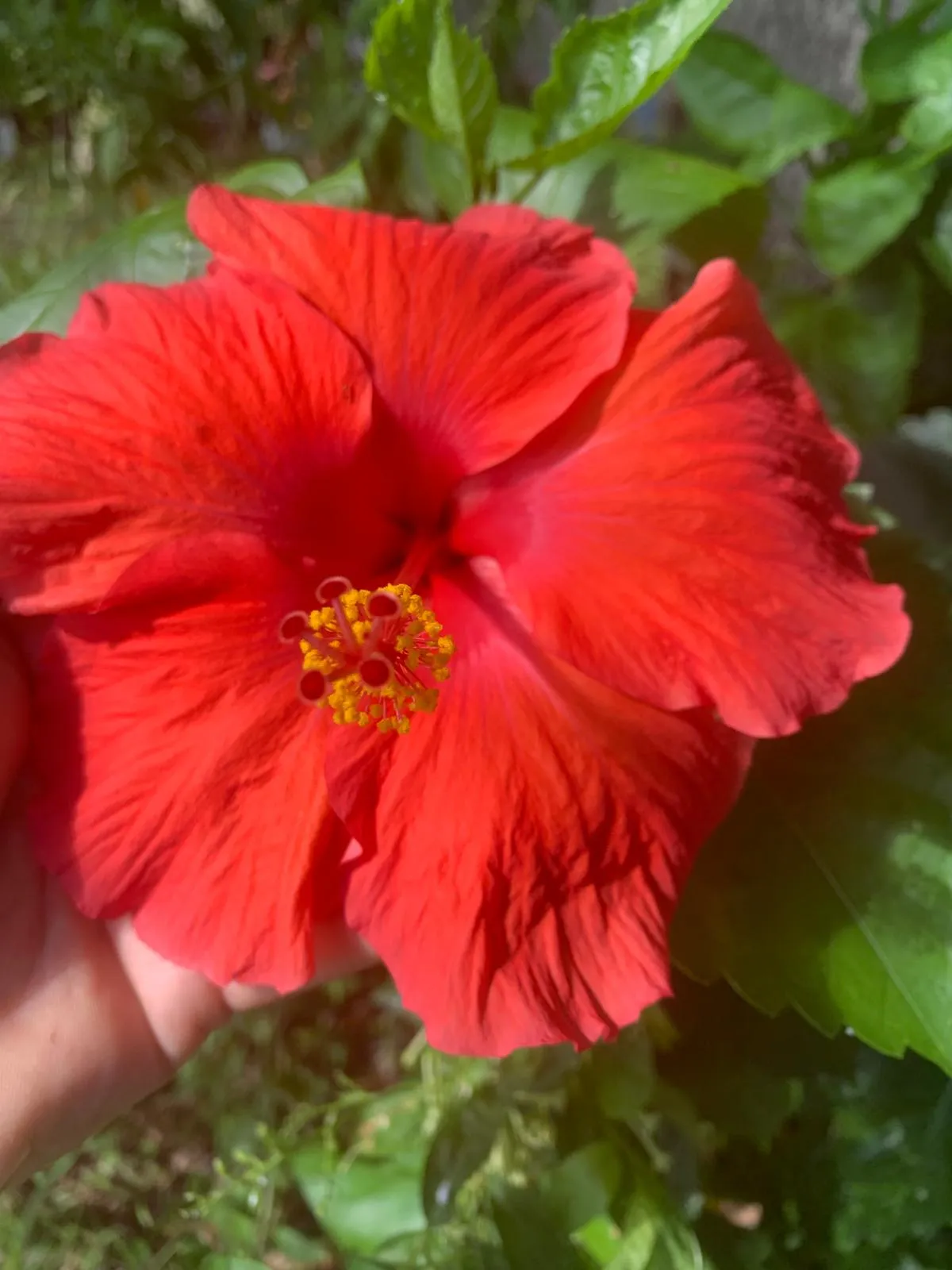 Crimson Solstice