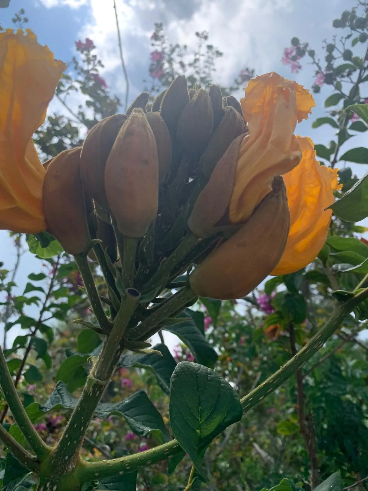 Amber Unfurling