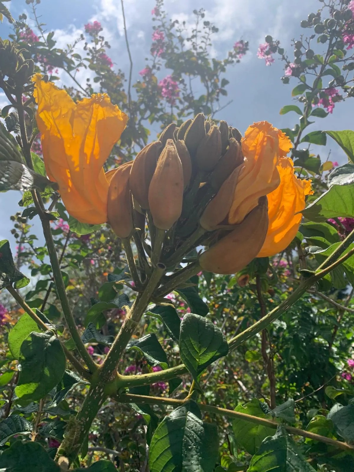 Crown of Amber Flames