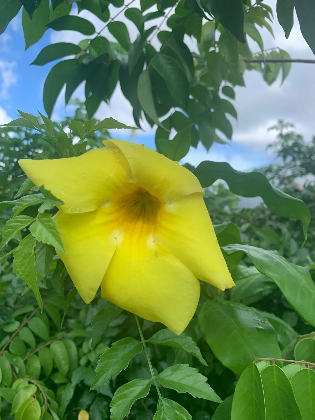 Sunburst in Bloom