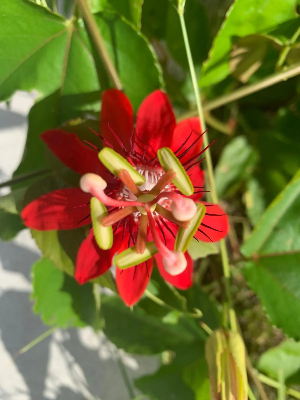 Crimson Passion