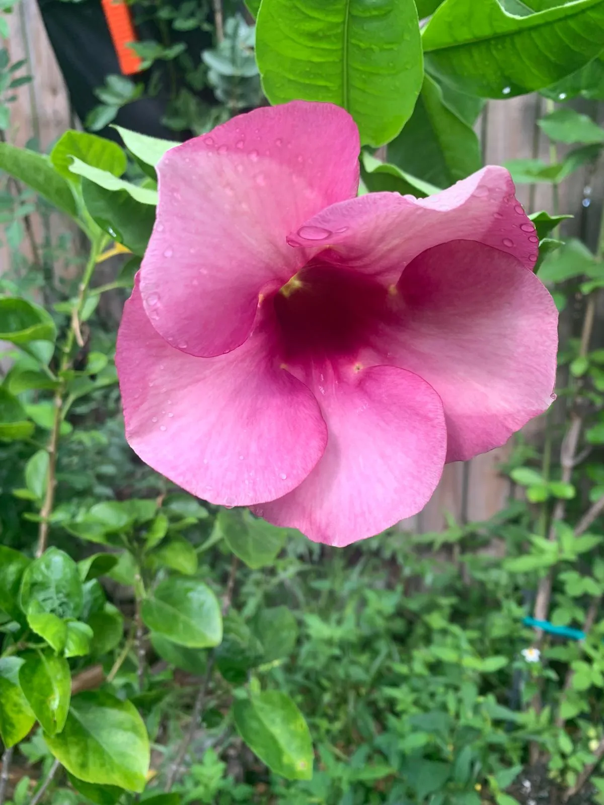 Rain-Kissed Velvet