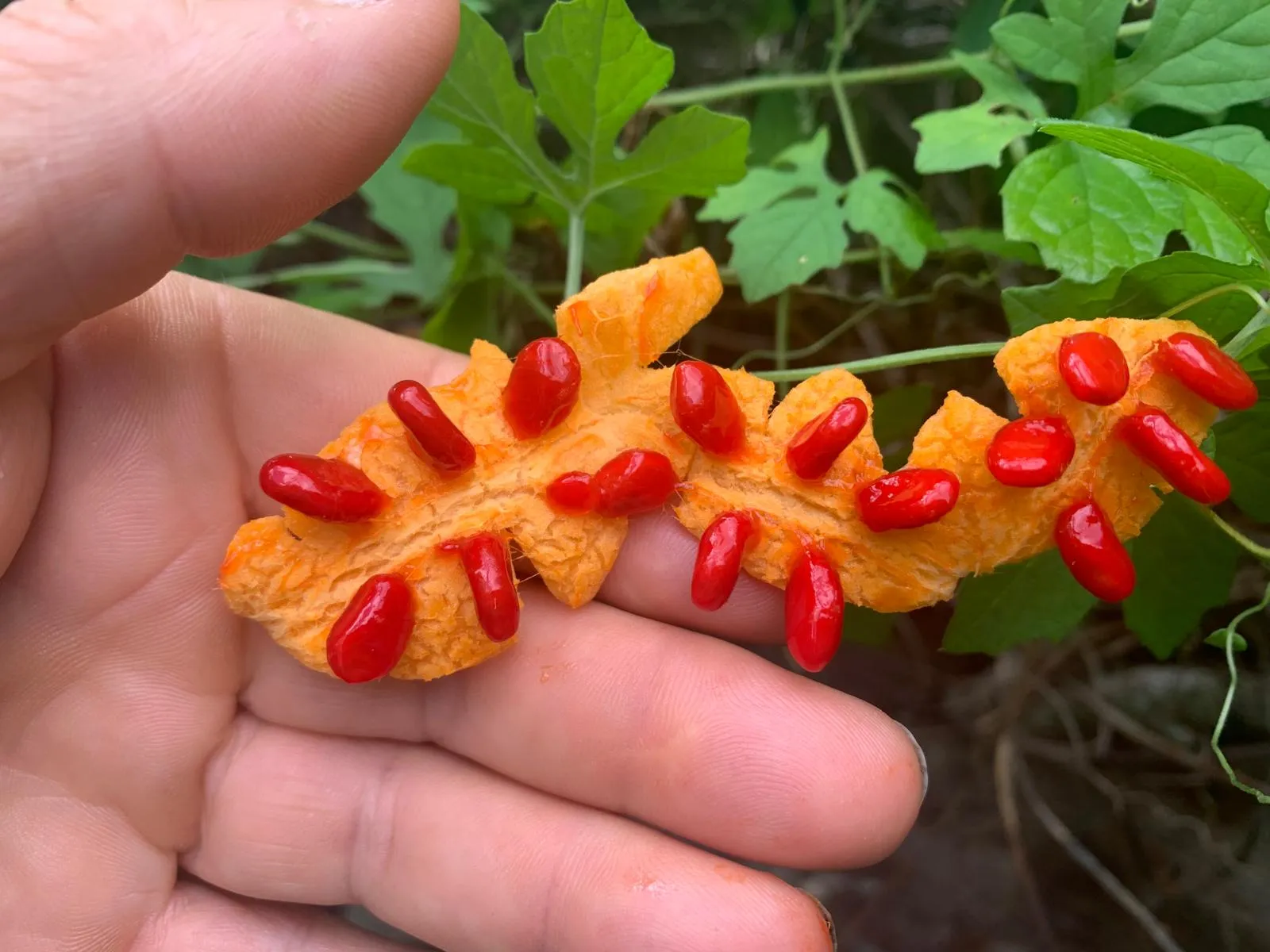 Nature's Ember Spine