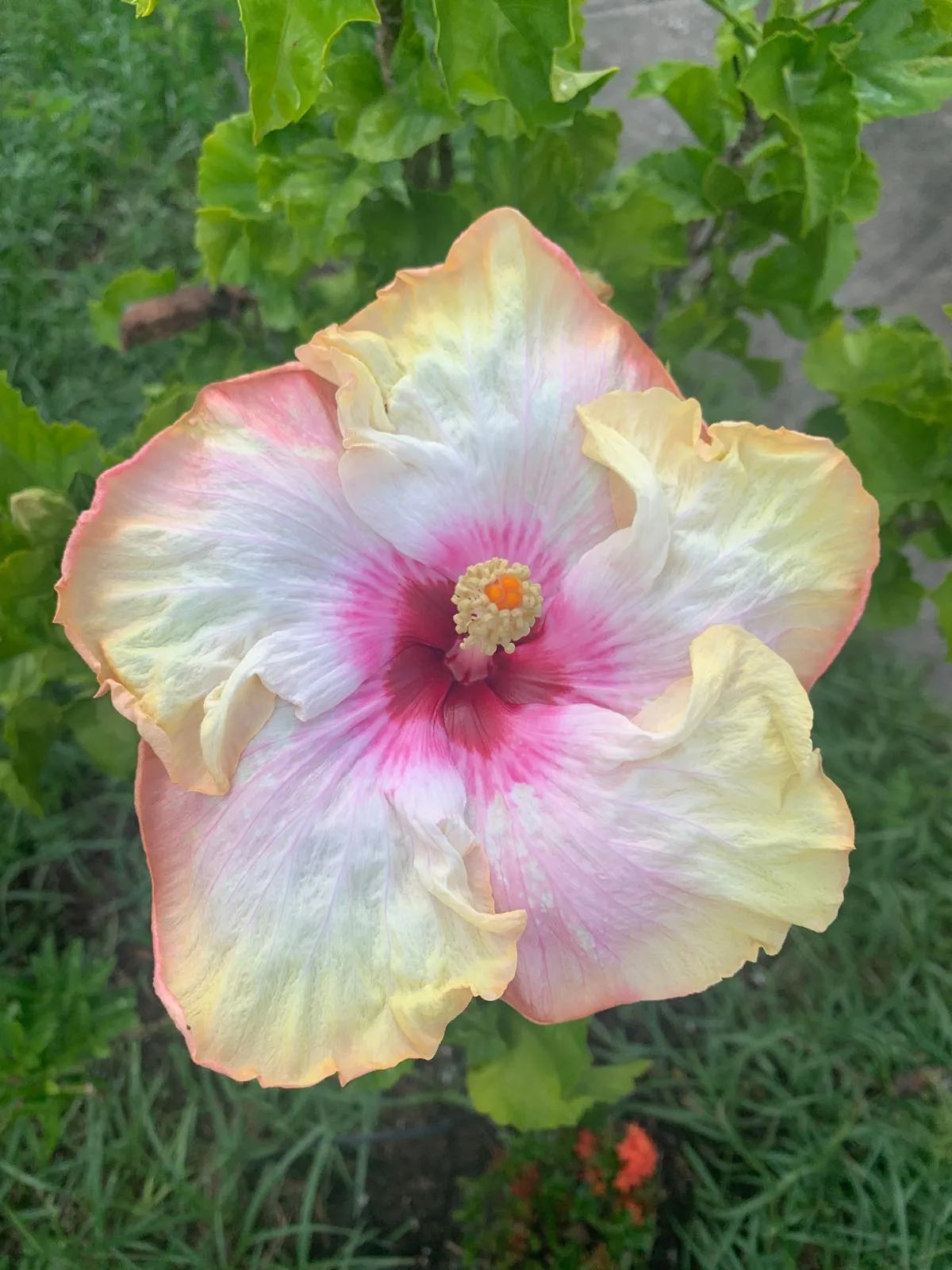 Blush of Dawn