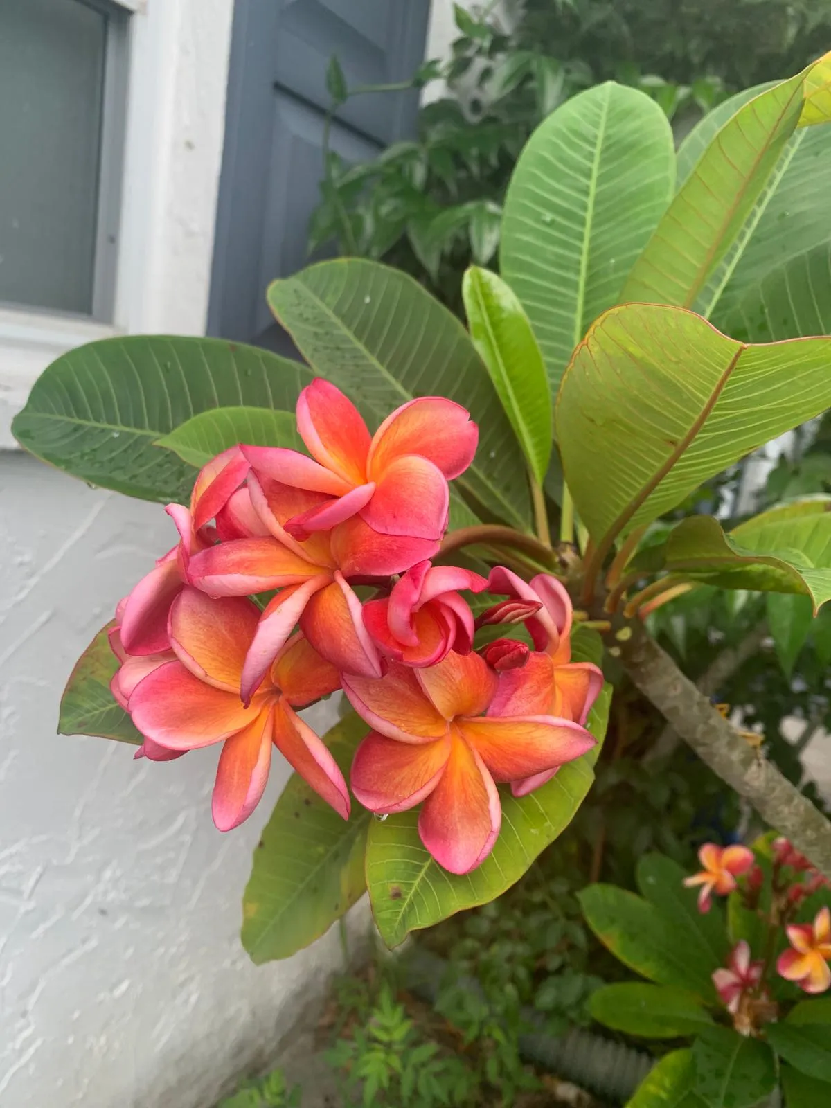 Sunset Plumeria