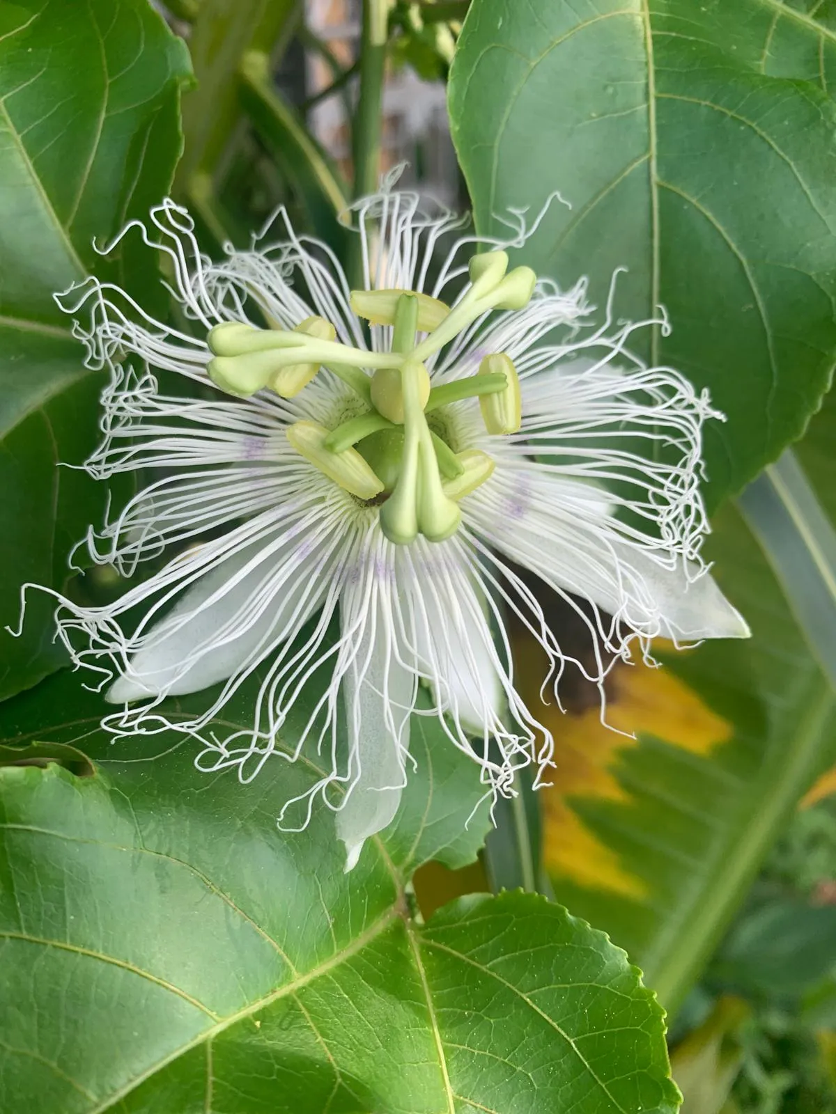 Crown of Tendrils
