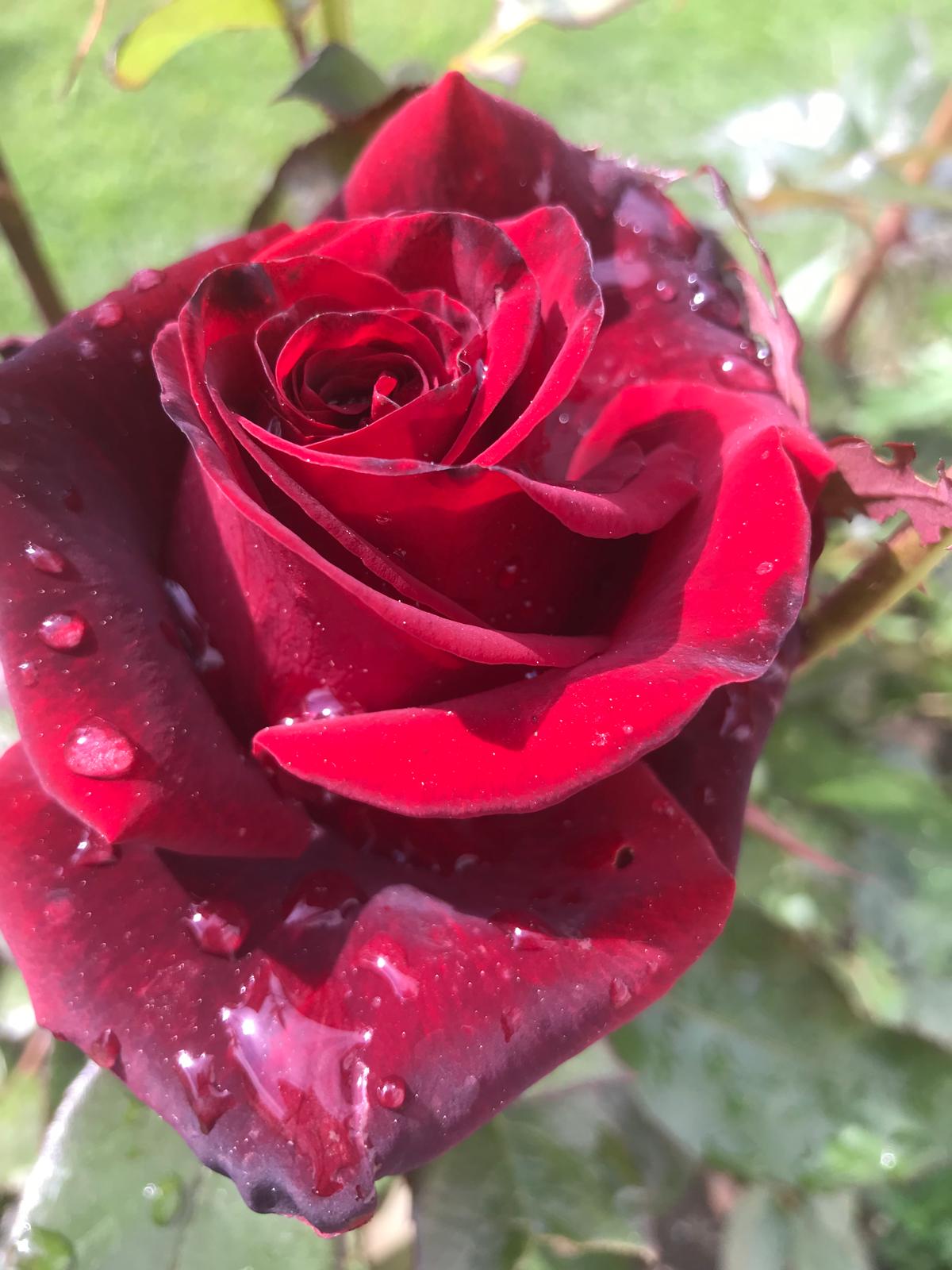 rose